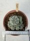 Lophophora Williamsii 6-8 cm 25 years old seed ownroot flower seedling ロフォフォラ　烏羽玉　仔吹き サボテン