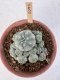 Lophophora Williamsii 6-8 cm 25 years old seed ownroot flower seedling ロフォフォラ　烏羽玉　仔吹き サボテン