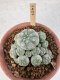 Lophophora Williamsii 6-8 cm 25 years old seed ownroot flower seedling ロフォフォラ　烏羽玉　仔吹き サボテン