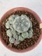 Lophophora Williamsii 6-8 cm 25 years old seed ownroot flower seedling ロフォフォラ　烏羽玉　仔吹き サボテン