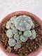 Lophophora Williamsii 6-8 cm 25 years old seed ownroot flower seedling ロフォフォラ　烏羽玉　仔吹き サボテン