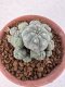 Lophophora Williamsii 6-8 cm 25 years old seed ownroot flower seedling ロフォフォラ　烏羽玉　仔吹き サボテン