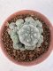 Lophophora Williamsii 6-8 cm 25 years old seed ownroot flower seedling ロフォフォラ　烏羽玉　仔吹き サボテン