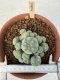 Lophophora Williamsii 6-8 cm 25 years old seed ownroot flower seedling ロフォフォラ　烏羽玉　仔吹き サボテン