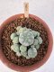 Lophophora Williamsii 6-8 cm 25 years old seed ownroot flower seedling ロフォフォラ　烏羽玉　仔吹き サボテン