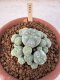 Lophophora Williamsii 6-8 cm 25 years old seed ownroot flower seedling ロフォフォラ　烏羽玉　仔吹き サボテン