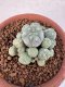 Lophophora Williamsii 6-8 cm 25 years old seed ownroot flower seedling ロフォフォラ　烏羽玉　仔吹き サボテン