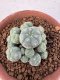 Lophophora Williamsii 6-8 cm 25 years old seed ownroot flower seedling ロフォフォラ　烏羽玉　仔吹き サボテン