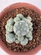 Lophophora Williamsii 6-8 cm 25 years old seed ownroot flower seedling ロフォフォラ　烏羽玉　仔吹き サボテン