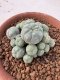 Lophophora Williamsii 6-8 cm 25 years old seed ownroot flower seedling ロフォフォラ　烏羽玉　仔吹き サボテン