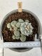 Lophophora Williamsii 6-8 cm 25 years old seed ownroot flower seedling ロフォフォラ　烏羽玉　仔吹き サボテン