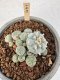 Lophophora Williamsii 6-8 cm 25 years old seed ownroot flower seedling ロフォフォラ　烏羽玉　仔吹き サボテン