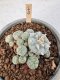 Lophophora Williamsii 6-8 cm 25 years old seed ownroot flower seedling ロフォフォラ　烏羽玉　仔吹き サボテン