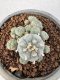 Lophophora Williamsii 6-8 cm 25 years old seed ownroot flower seedling ロフォフォラ　烏羽玉　仔吹き サボテン