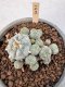 Lophophora Williamsii 6-8 cm 25 years old seed ownroot flower seedling ロフォフォラ　烏羽玉　仔吹き サボテン