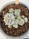 Lophophora Williamsii 6-8 cm 25 years old seed ownroot flower seedling ロフォフォラ　烏羽玉　仔吹き サボテン