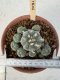 Lophophora Williamsii 6-8 cm 25 years old seed ownroot flower seedling ロフォフォラ　烏羽玉　仔吹き サボテン