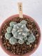 Lophophora Williamsii 6-8 cm 25 years old seed ownroot flower seedling ロフォフォラ　烏羽玉　仔吹き サボテン