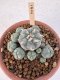 Lophophora Williamsii 6-8 cm 25 years old seed ownroot flower seedling ロフォフォラ　烏羽玉　仔吹き サボテン