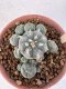 Lophophora Williamsii 6-8 cm 25 years old seed ownroot flower seedling ロフォフォラ　烏羽玉　仔吹き サボテン