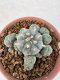 Lophophora Williamsii 6-8 cm 25 years old seed ownroot flower seedling ロフォフォラ　烏羽玉　仔吹き サボテン