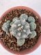 Lophophora Williamsii 6-8 cm 25 years old seed ownroot flower seedling ロフォフォラ　烏羽玉　仔吹き サボテン