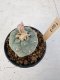 Lophophora Williamsii 6-8 cm 25 years old seed ownroot flower seedling ロフォフォラ　烏羽玉　仔吹き サボテン