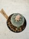 Lophophora Williamsii 6-8 cm 25 years old seed ownroot flower seedling ロフォフォラ　烏羽玉　仔吹き サボテン