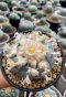 Rare Lophophora Williamsii 7-8 cm 15 years old seed ownroot flower seedling ロフォフォラ　烏羽玉　仔吹き　サボテン