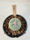 Lophophora Williamsii 5-6 cm 12 years old seed ownroot flower seedling ロフォフォラ　烏羽玉　仔吹き サボテン