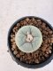 Lophophora Williamsii 5-6 cm 12 years old seed ownroot flower seedling ロフォフォラ　烏羽玉　仔吹き サボテン