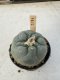 Lophophora Williamsii 5-6 cm 12 years old seed ownroot flower seedling ロフォフォラ　烏羽玉　仔吹き サボテン