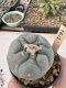 Lophophora Williamsii 5-6 cm 12 years old seed ownroot flower seedling ロフォフォラ　烏羽玉　仔吹き サボテン