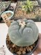 Lophophora Williamsii 5-6 cm 12 years old seed ownroot flower seedling ロフォフォラ　烏羽玉　仔吹き サボテン