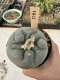 Lophophora Williamsii 5-6 cm 12 years old seed ownroot flower seedling ロフォフォラ　烏羽玉　仔吹き サボテン