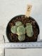 Lophophora Williamsii 5-6 cm 12 years old seed ownroot flower seedling ロフォフォラ　烏羽玉　仔吹き サボテン