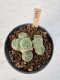 Lophophora Williamsii 5-6 cm 12 years old seed ownroot flower seedling ロフォフォラ　烏羽玉　仔吹き サボテン