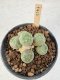 Lophophora Williamsii 5-6 cm 12 years old seed ownroot flower seedling ロフォフォラ　烏羽玉　仔吹き サボテン