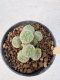 Lophophora Williamsii 5-6 cm 12 years old seed ownroot flower seedling ロフォフォラ　烏羽玉　仔吹き サボテン