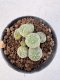 Lophophora Williamsii 5-6 cm 12 years old seed ownroot flower seedling ロフォフォラ　烏羽玉　仔吹き サボテン