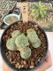 Lophophora Williamsii 5-6 cm 12 years old seed ownroot flower seedling ロフォフォラ　烏羽玉　仔吹き サボテン