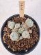 Lophophora Williamsii 5-6 cm 12 years old seed ownroot flower seedling ロフォフォラ　烏羽玉　仔吹き サボテン