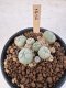 Lophophora Williamsii 5-6 cm 12 years old seed ownroot flower seedling ロフォフォラ　烏羽玉　仔吹き サボテン