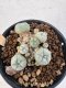 Lophophora Williamsii 5-6 cm 12 years old seed ownroot flower seedling ロフォフォラ　烏羽玉　仔吹き サボテン