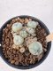 Lophophora Williamsii 5-6 cm 12 years old seed ownroot flower seedling ロフォフォラ　烏羽玉　仔吹き サボテン