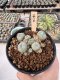 Lophophora Williamsii 5-6 cm 12 years old seed ownroot flower seedling ロフォフォラ　烏羽玉　仔吹き サボテン