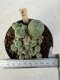 Lophophora Williamsii 5-6 cm 12 years old seed ownroot flower seedling ロフォフォラ　烏羽玉　仔吹き サボテン