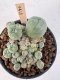 Lophophora Williamsii 5-6 cm 12 years old seed ownroot flower seedling ロフォフォラ　烏羽玉　仔吹き サボテン