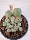 Lophophora Williamsii 5-6 cm 12 years old seed ownroot flower seedling ロフォフォラ　烏羽玉　仔吹き サボテン