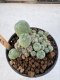 Lophophora Williamsii 5-6 cm 12 years old seed ownroot flower seedling ロフォフォラ　烏羽玉　仔吹き サボテン